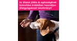 Kisállataink és az emberi gyógyszerek
